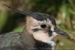 Northern lapwing