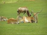 Kafue flats lechwe