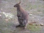 Red-necked wallaby