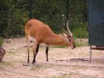 Southern red lechwe *