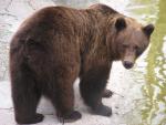 European brown bear *