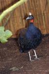 Congo peafowl