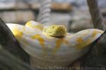 Reticulated python