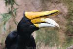 Javan rhinoceros hornbill