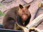 Goodfellow's tree-kangaroo