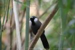 Black-throated laughing-thrush