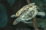 Mississippi Map Turtle