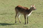 Southern Lechwe