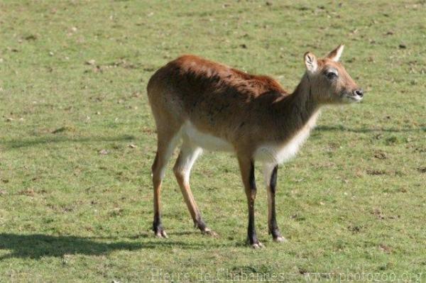 Southern Lechwe