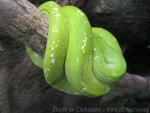 Green tree python