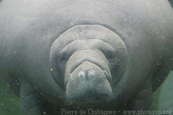 Antillean manatee