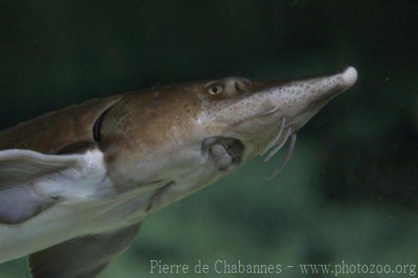 Siberian sturgeon