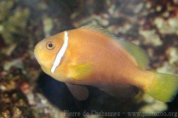 Maldive anemonefish