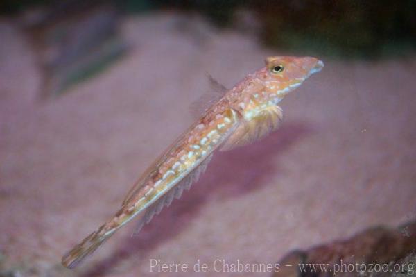 Dragonet