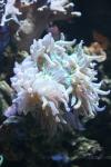 Elegance coral