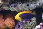 Orangeback angelfish