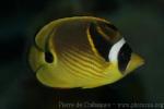 Racoon butterflyfish