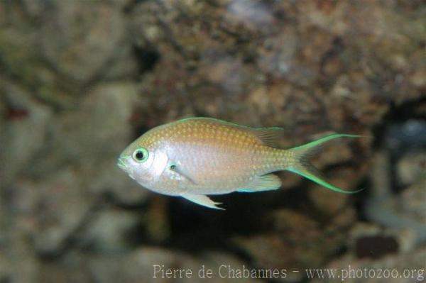 Black-axil chromis *