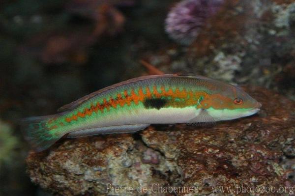 Mediterranean rainbow wrasse