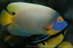 Yellowface angelfish