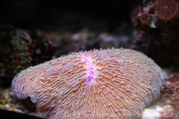 Common mushroom coral