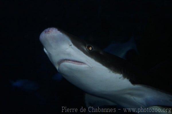 Tope shark