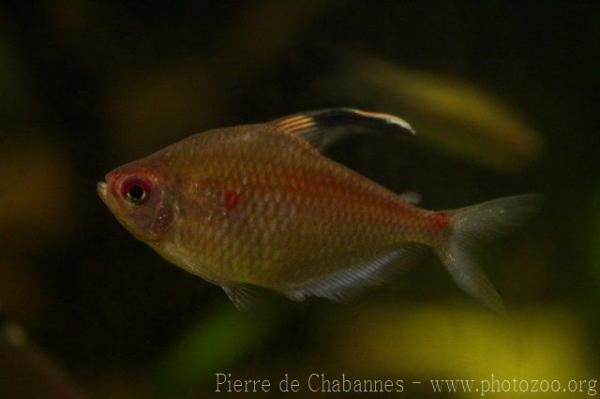 Bleeding-heart tetra