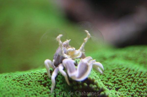 Porcelain crab