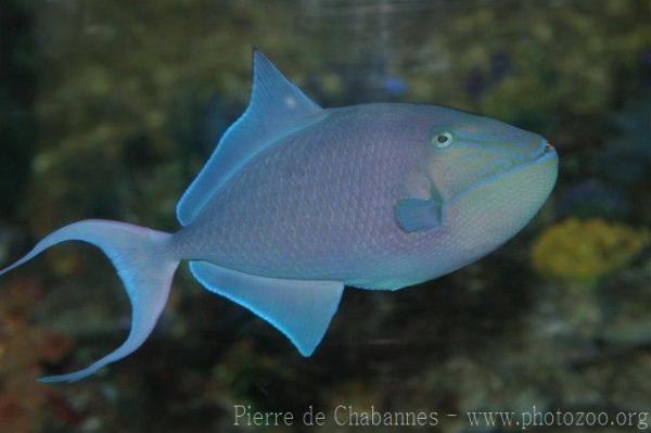 Red-toothed triggerfish