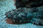 Ornate wobbegong *