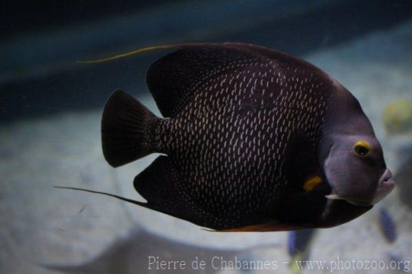 French angelfish