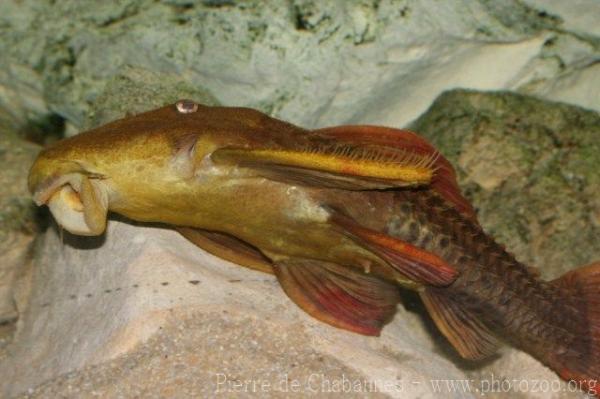 Redfin cactus catfish