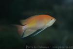 Marcia's anthias