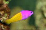 Royal dottyback