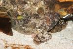 Black scorpionfish