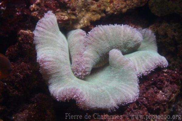 Haddon's carpet anemone