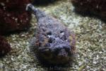 Stonefish