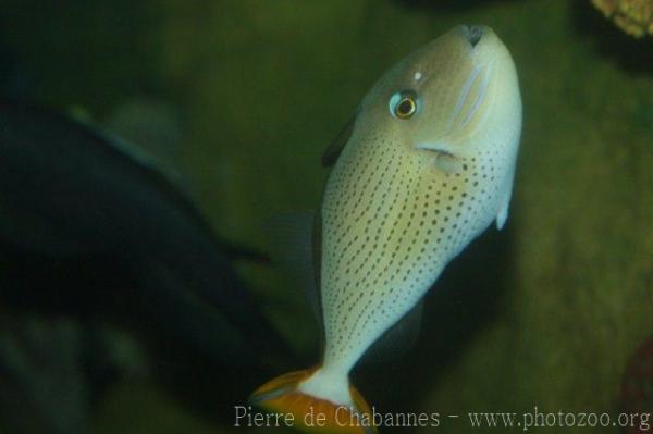 Sargassum triggerfish