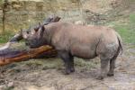 Eastern black rhinoceros