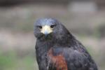 Harris' hawk