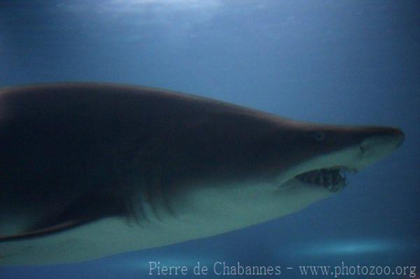 Sand tiger shark