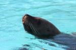 Steller sea-lion