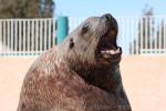 Steller sea-lion