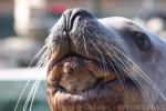 Steller sea-lion