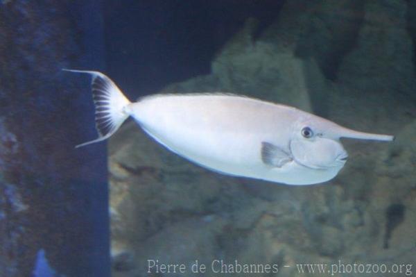 Whitemargin unicornfish