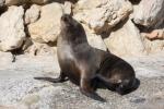 South American sea-lion