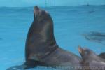 Californian sea-lion