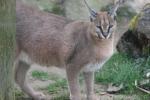 Southern caracal