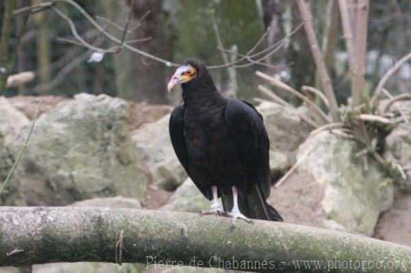 Lesser yellow-headed vulture