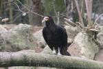 Lesser yellow-headed vulture